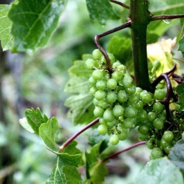 a bird perched on a tree branch